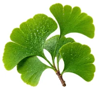 Mellow Zen — extrakt z listů ginkga (Ginkgo biloba)