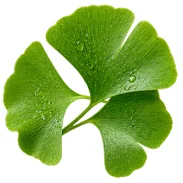 Mellow Zen — extrakt z listů ginkga (Ginkgo biloba)